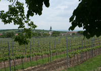 Wine tourism